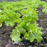 Fresh lettuce seeds for home garden planting.