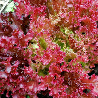 Lollo Rosso lettuce with curled red and green leaves growing in a garden
