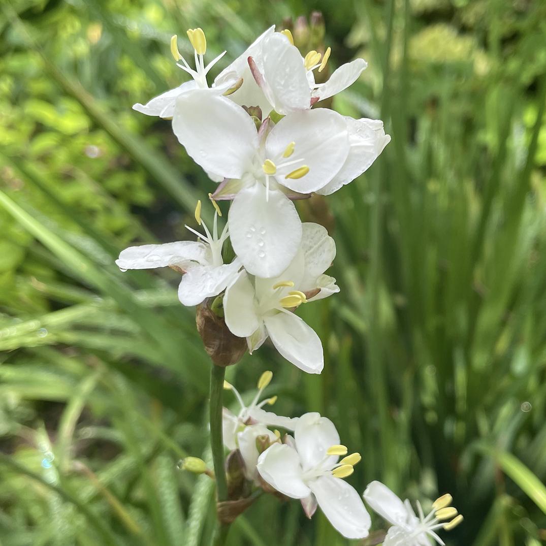 Organic White Libertia Flower Seeds for Planting – Heirloom, Non-GMO