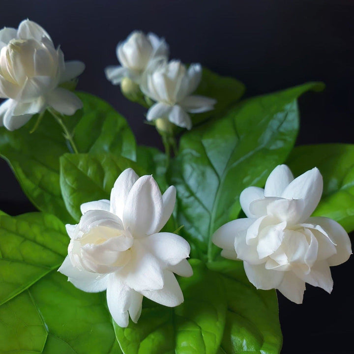 Organic Jasminum Flower Seeds for Planting – Heirloom, Non-GMO, Fragrant Blooms