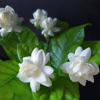 Organic Jasminum Flower Seeds for Planting – Heirloom, Non-GMO, Fragrant Blooms