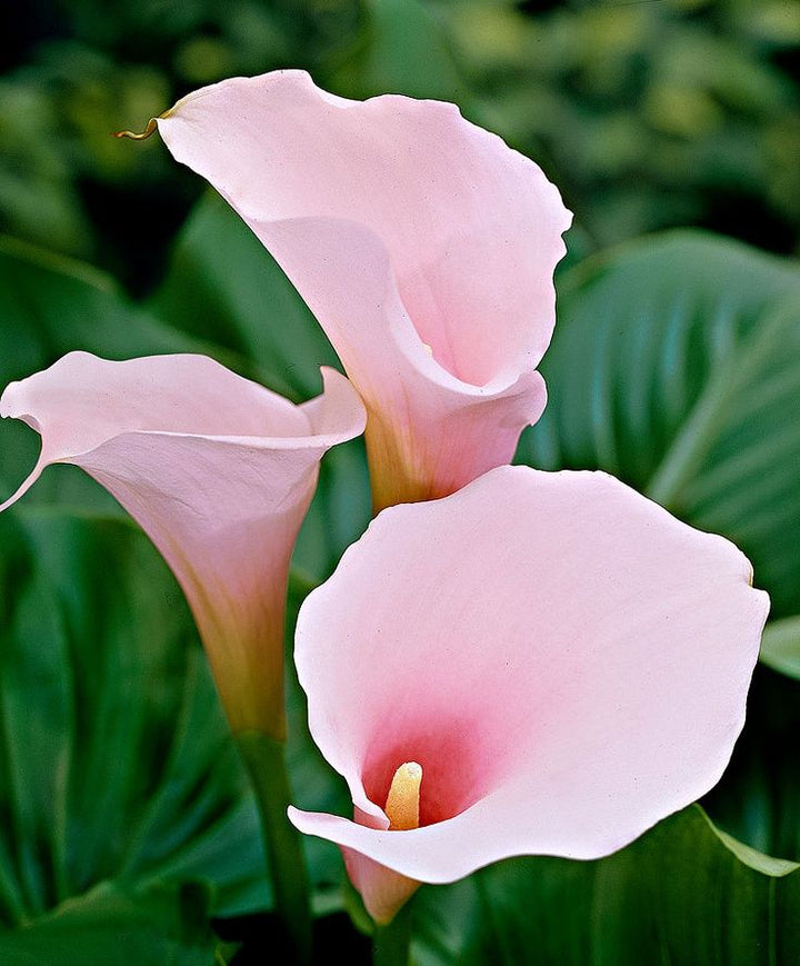 Heirloom Non-GMO Baby Pink Calla Flower Seeds for Planting – Elegant Garden Bulb Seeds