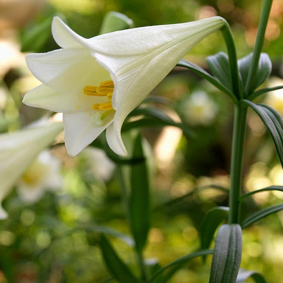 Lilium Longiflorum Flower Seeds – Heirloom Non-GMO Seeds for Fragrant and Elegant Garden Planting