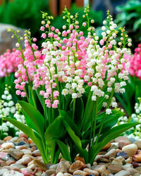 Lily of the Valley Bulbs Mix for shaded garden planting
