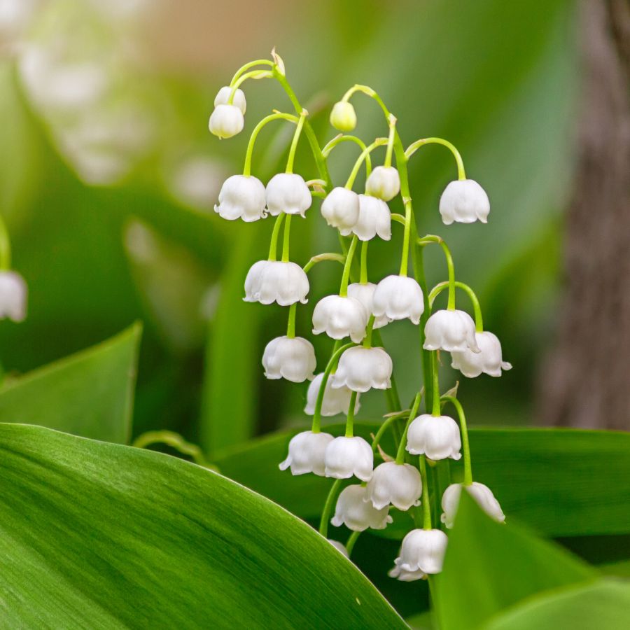 Lily of the Valley flower seeds for planting in home gardens and woodland gardens.