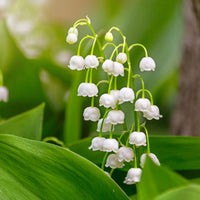 Lily of the Valley flower seeds for planting in home gardens and woodland gardens.