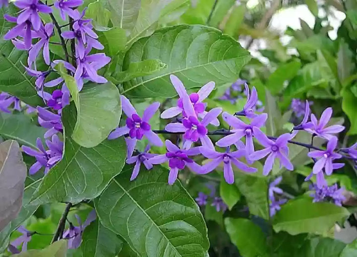 Purple Ivy Plant Seeds for Planting- NON GMO Seeds