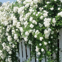 White Creeper Rose Plant Seeds for Planting Non-GMO Heirloom Garden Seeds for Home and Outdoor Growing