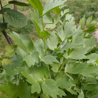 Fresh green Lovage herb leaves with aromatic culinary appeal.