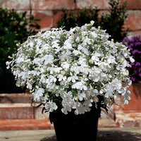 Lobelia Pendula White Lady Cascade Flower Seeds for Planting - N0N GMO Seeds