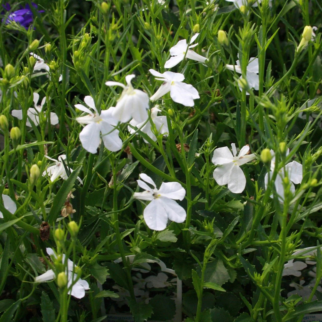 Lobelia Pendula White Lady Cascade Flower Seeds for Planting - N0N GMO Seeds