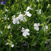 Lobelia Pendula White Lady Cascade Flower Seeds for Planting - N0N GMO Seeds