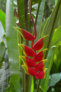 Heirloom Heliconia Harlingii Flower Seeds – Non-GMO Seeds for Tropical Garden Planting