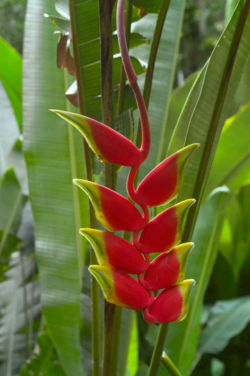 Heirloom Heliconia Harlingii Flower Seeds – Non-GMO Seeds for Tropical Garden Planting - Heliconia for planting in home garden