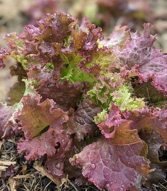 Lollo Rosso lettuce plants growing in a raised vegetable garden bed

