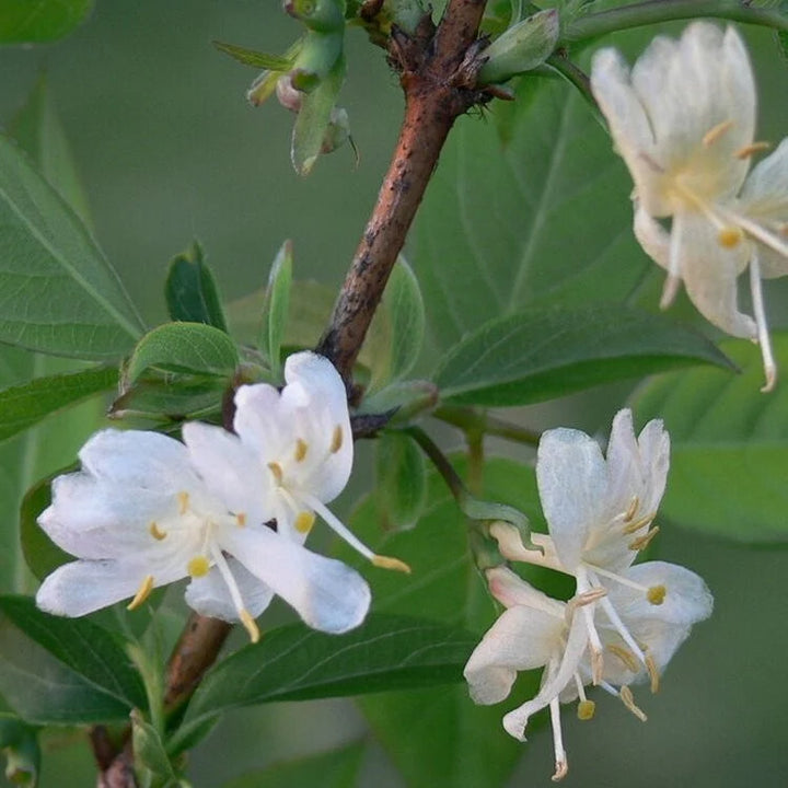 Heirloom Non-GMO Lonicera Fragrantissima Flower Seeds for Planting – Winter Fragrant Blooms