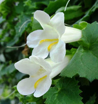 Maurandya White Lophospermum Flower Seeds for Planting-Heirloom & Non-GMO Seeds for planting