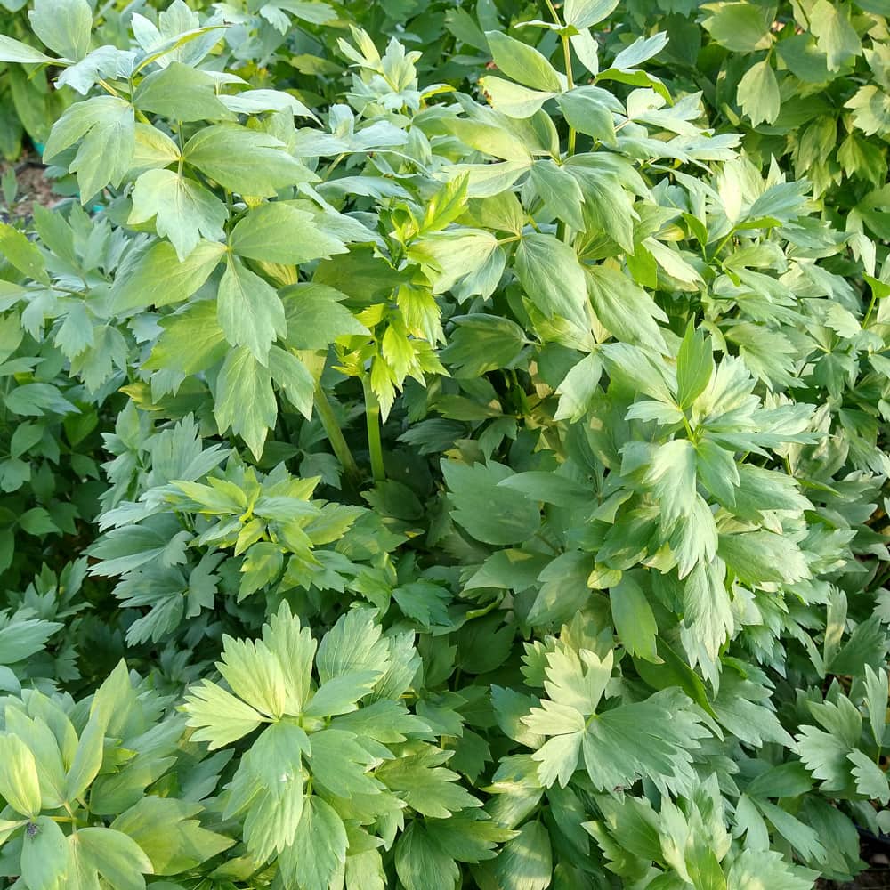 Healthy heirloom Lovage herb growing in an outdoor garden bed.