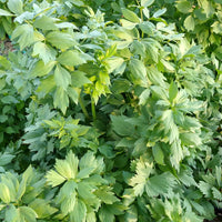 Healthy heirloom Lovage herb growing in an outdoor garden bed.