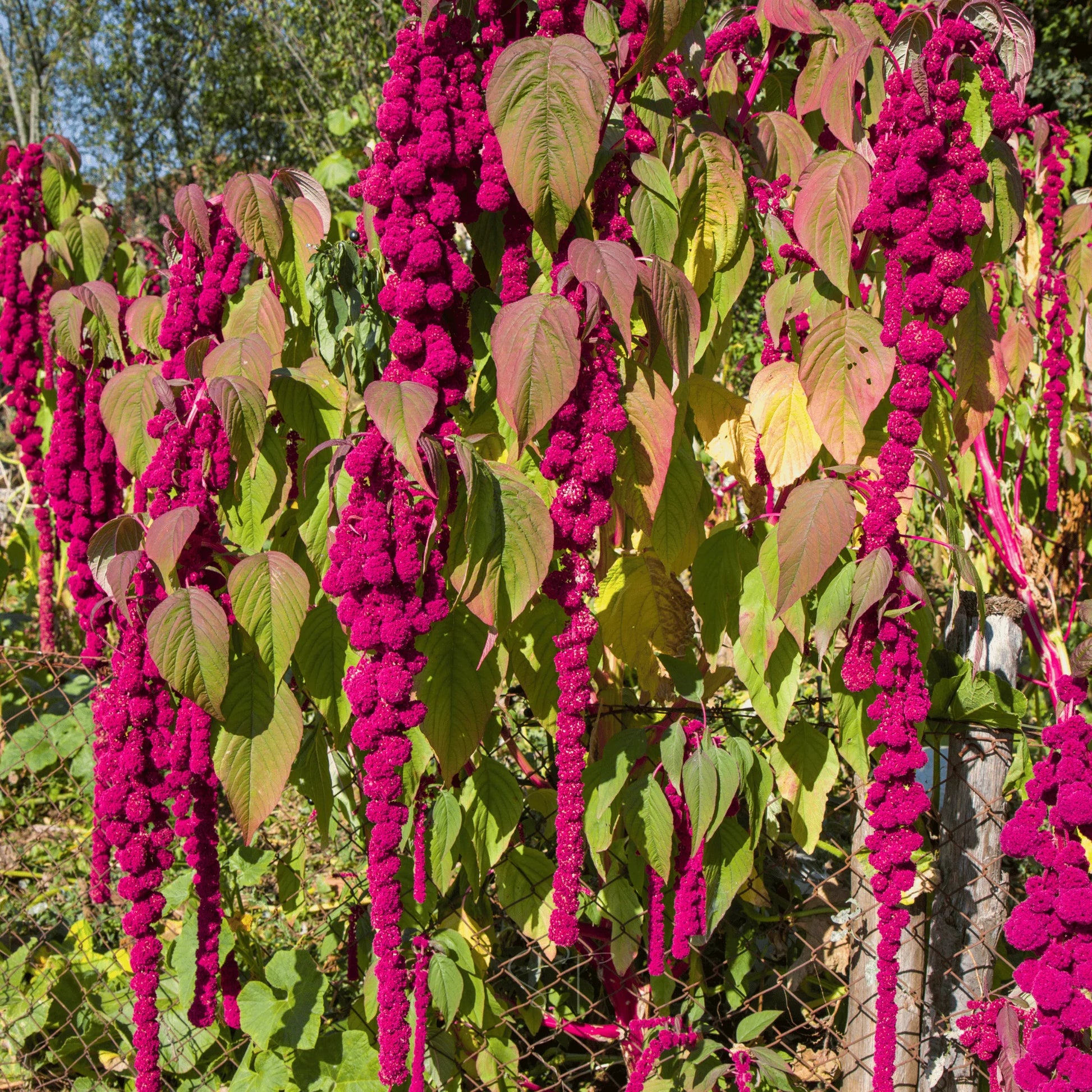 Cascading red Love-Lies-Bleeding Amaranth flowers growing in a garden border.