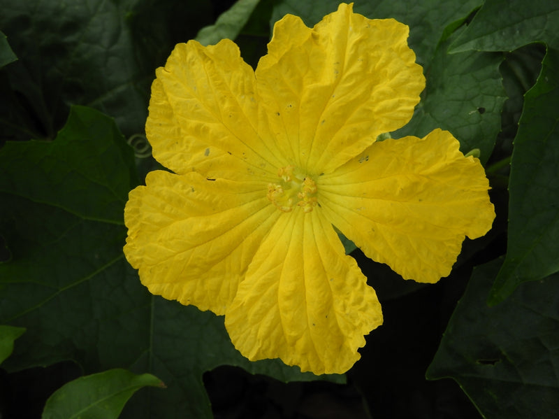 Luffa Flower Seeds for Planting - 100 pcsHeirloom Non-GMO Luffa Flower Seeds for Planting – Versatile Garden Blooms & Sponges