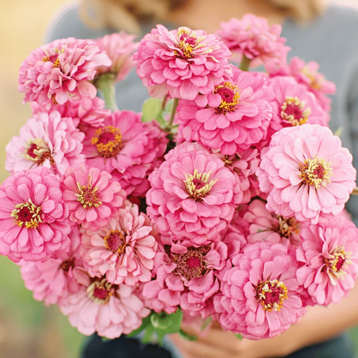 Luminosa Zinnia heirloom seeds for home garden planting