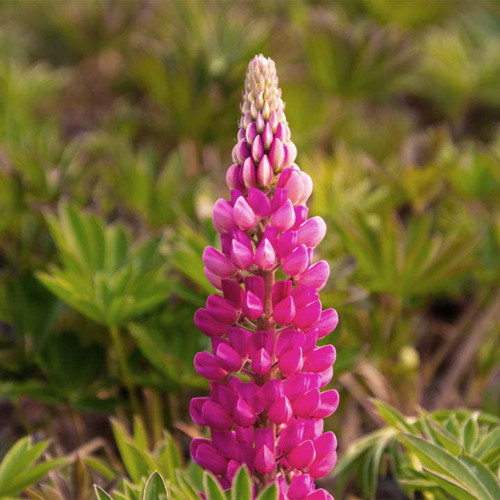 Pink Lupine Flower Seeds for Planting, NON GMO Seeds