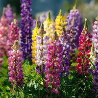 Lupine Giant Mix with colorful flower spikes in a garden