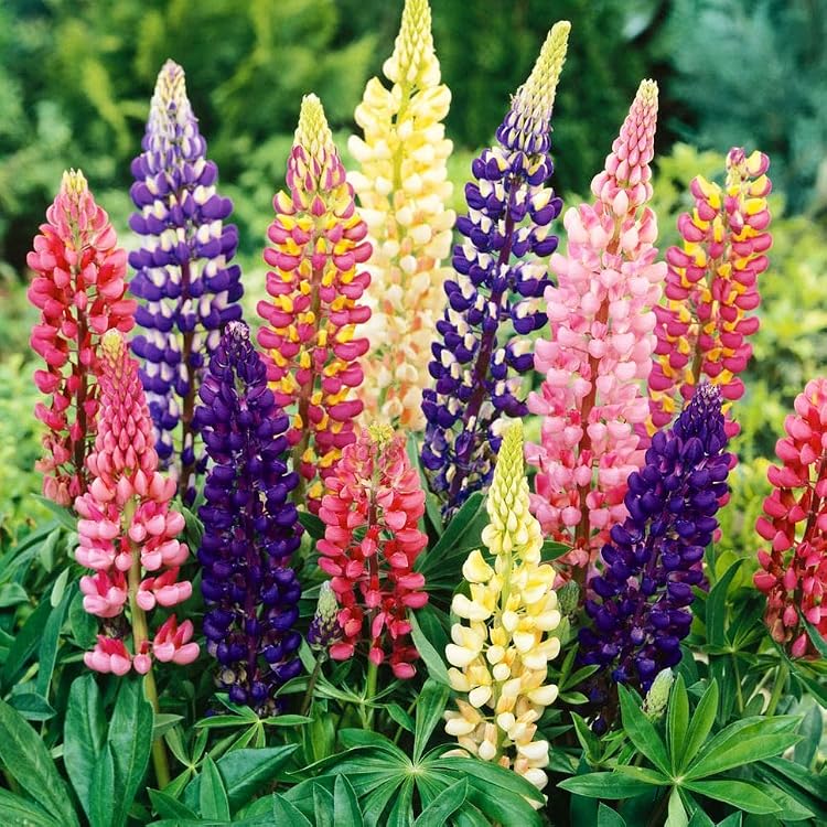 Lupine Giant Mix perennial seeds for garden planting