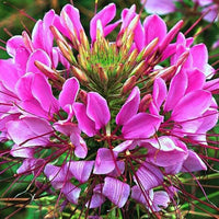 Pink Spiny Spiderflower Seeds for Planting, NON GMO Seeds for planting in home garden