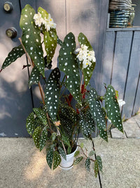 Begonia Maculata Flower Seeds – Heirloom, Non-GMO Flower Seeds for Planting