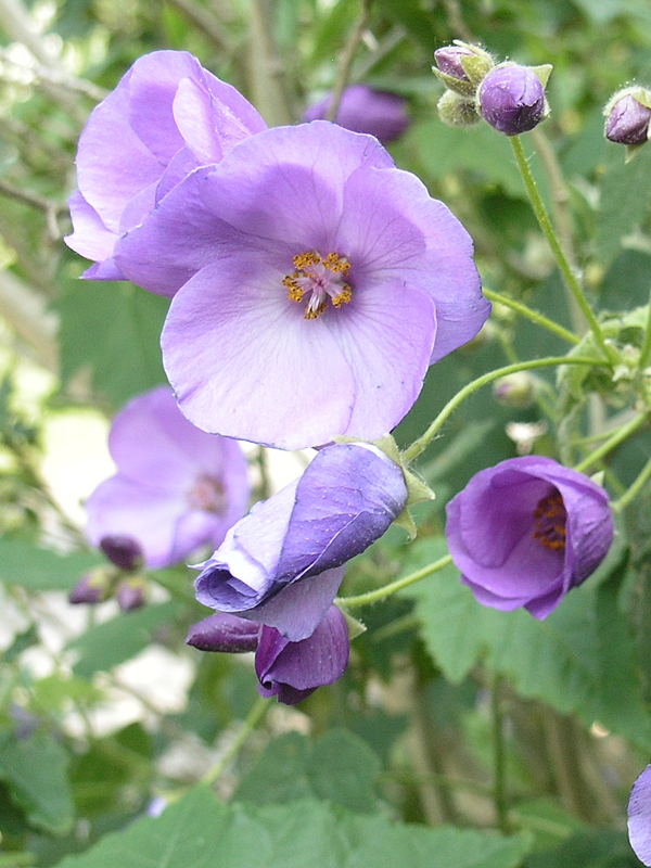 Violet Abutilon Flower Seeds for Planting â€“ NON GMO Seeds