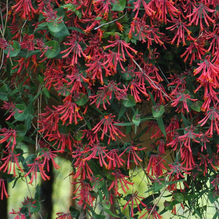 Lonicera Flower Seeds, Heirloom, Non-GMO Seeds for Planting