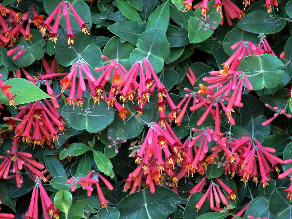 Lonicera Flower Seeds, Heirloom, Non-GMO Seeds for Planting - Flower for planting in home garden