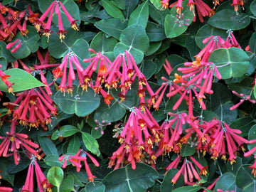 Lonicera Flower Seeds, Heirloom, Non-GMO Seeds for Planting - Flower for planting in home garden