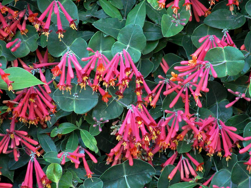 Lonicera Flower Seeds, Heirloom, Non-GMO Seeds for Planting - Flower for planting in home garden