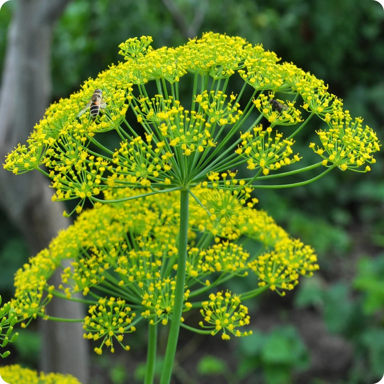 Mammoth Giant dill herb seeds for home garden planting
