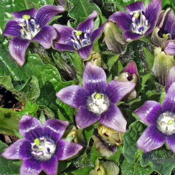Black Mandrake Mandragora Autumnalis Planting Seeds - Non-GMO, Heirloom for planting in home garden