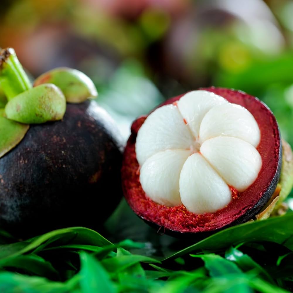 Mangosteen fruit tree seeds for planting in home gardens and containers.
