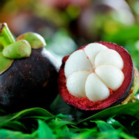 Mangosteen fruit tree seeds for planting in home gardens and containers.