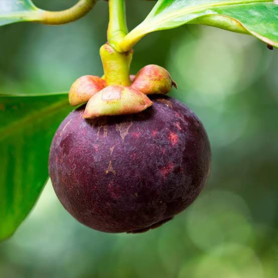 Tropical Mangosteen tree growing in a sunny garden landscape.