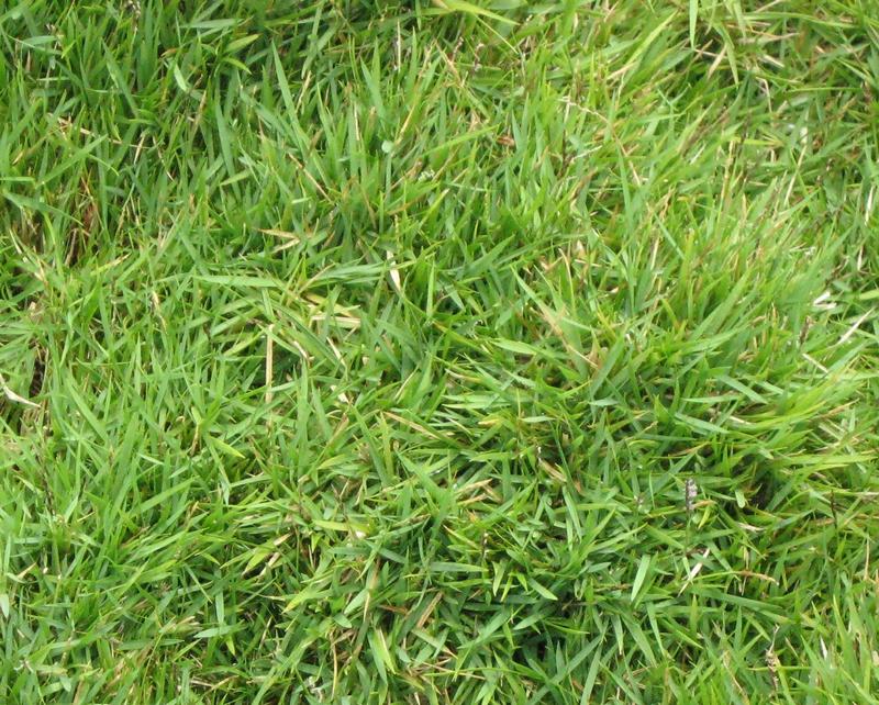 Zoysia Matrella Grass Seed