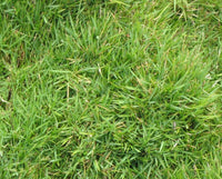 Zoysia Matrella Grass Seed