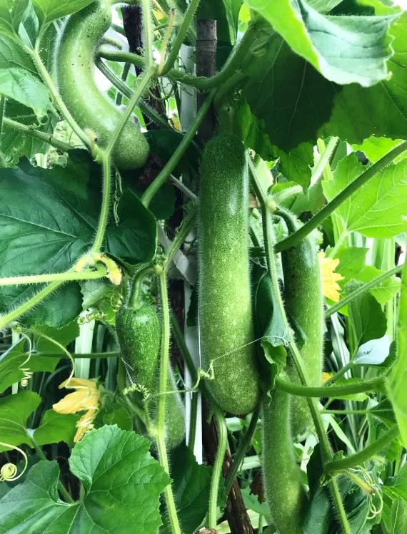 Hairy Gourd Vegetable Seeds for Planting - 100 Pcs pcs