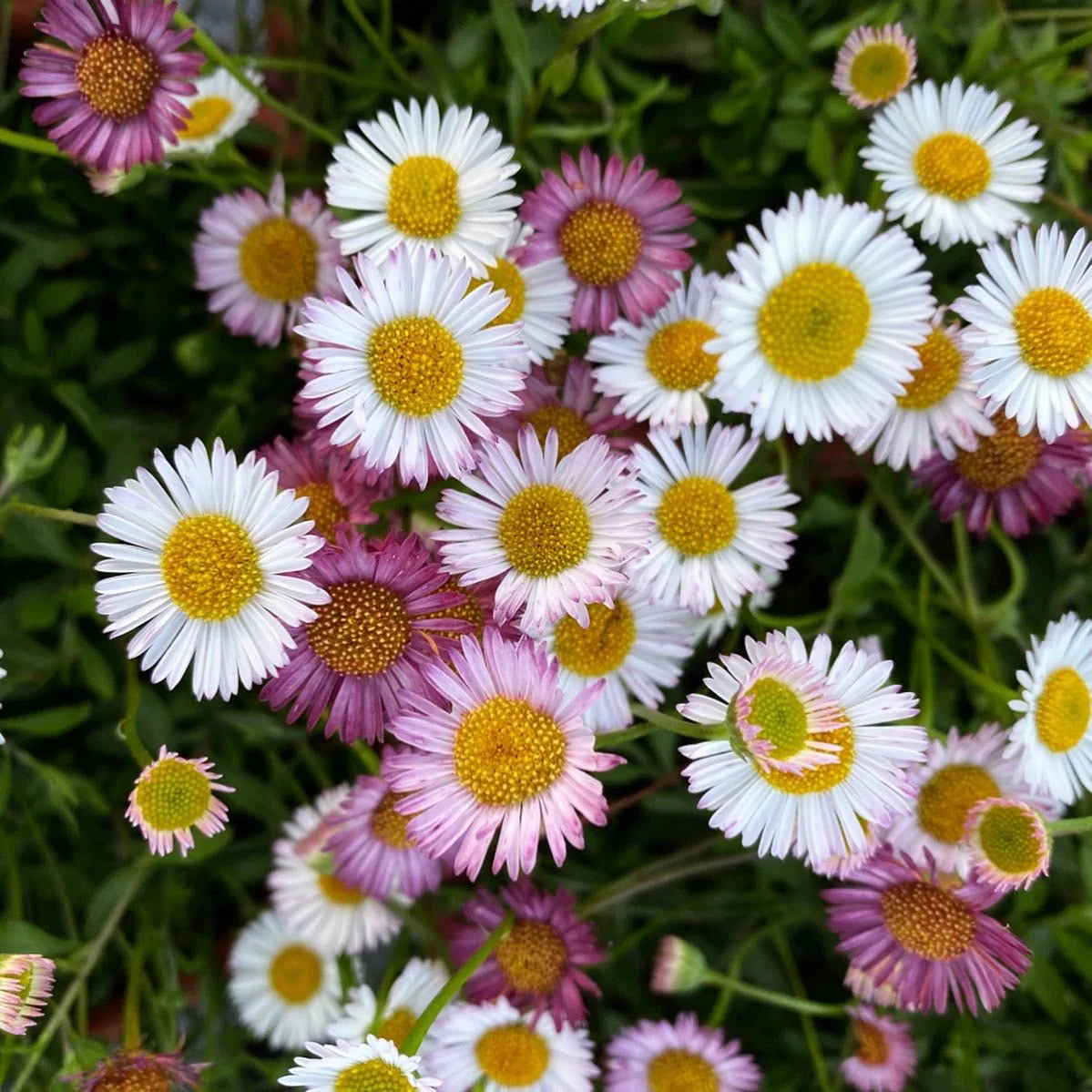 Mixed Erigeron Flower Seeds for Planting- NON GMO Seeds
