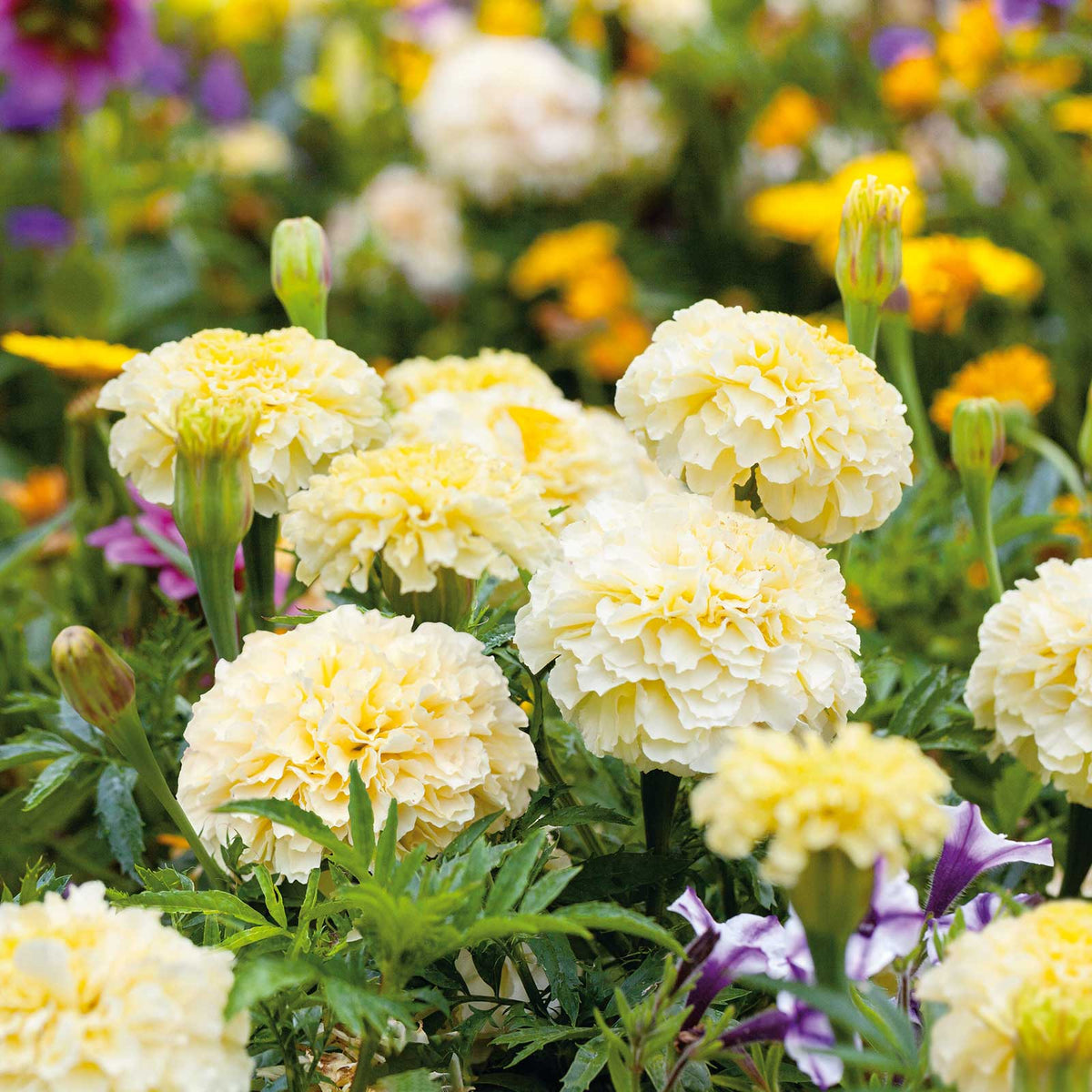 Marigolds Flower Seeds Heirloom Non GMO Planting - 100 pcs