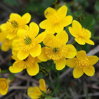 Heirloom Marsh Marigold Seeds – Non-GMO Flower Seeds for Planting