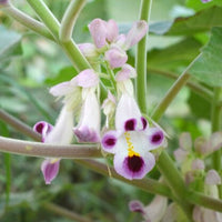 Claw (Claw scientific name) for planting in garden