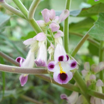 Claw (Claw scientific name) for planting in garden
