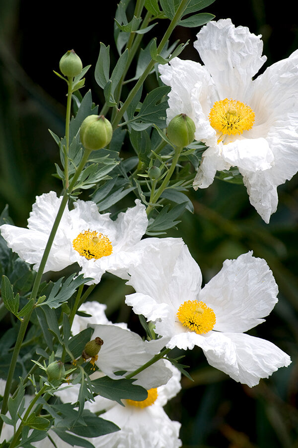 Romneya Coulteri Matilija Poppy Flower Seeds for Planting NON GMO Seeds
